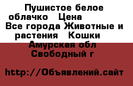 Пушистое белое облачко › Цена ­ 25 000 - Все города Животные и растения » Кошки   . Амурская обл.,Свободный г.